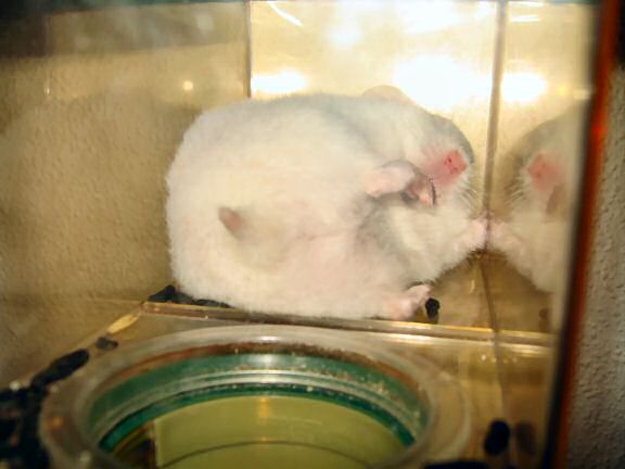 My hamster Lucy acting silly.