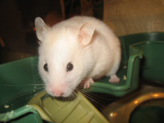 My hamster Lucy wanting to celibrate the weekend.
