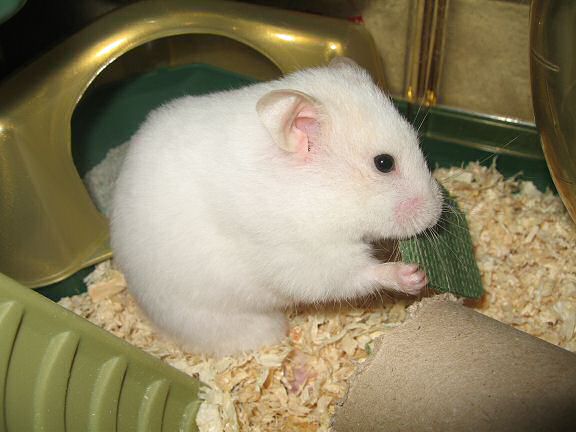 Picture of Lucy's cage after cleaning, almost ready.