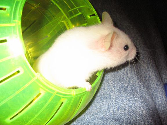 Picture of Lucy exiting her explorer ball.