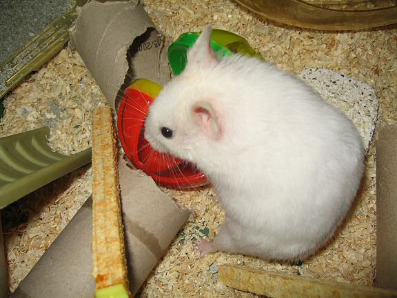 Lucy exploring the 'Jingle Dumbell'.