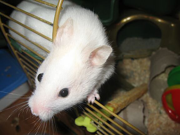 Picture of my hamster Lucy wanting out of her cage.