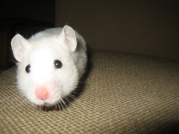 Picture of my hamster Lucy on the couch looking at me