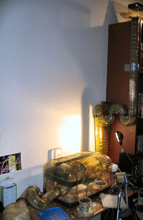 Picture of my hamster Lucy on inspection of her new cage expansion.