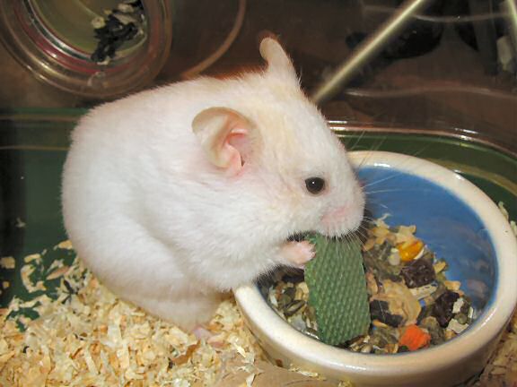 Picture of my hamster Lucy enjoying a snack.