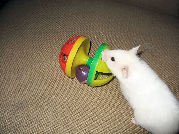 Picture of my hamster Lucy noticing the Jingle Dumbell.