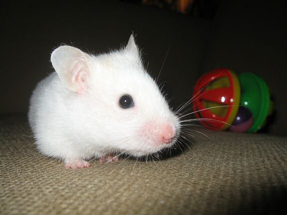 Picture of my hamster Lucy walking away from the Jingle Dumbell.