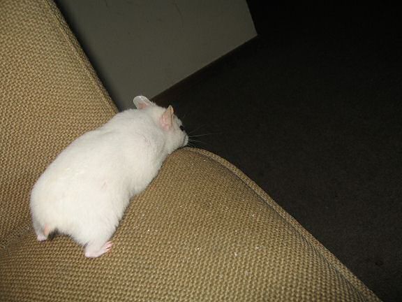 Picture of my hamster Lucy looking down at the edge of the couch.