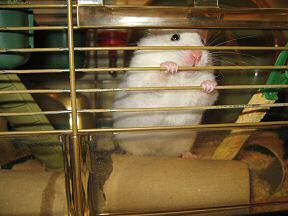 Picture of my hamster Lucy trying to get my attention (part 1).