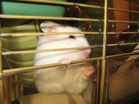 Picture of my hamster Lucy giving me 'the LOOK'!