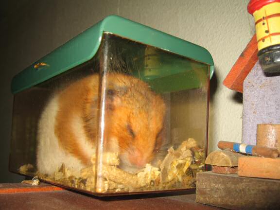 My hamster Lucy no minding the new HamsterTracker(tm) server.