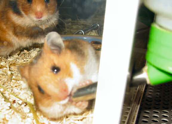 Introducing Lucy 3.0, HamsterTracker(tm) next star!