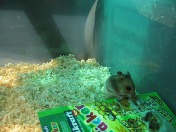 Introducing Lucy 3.0, HamsterTracker(tm) next star!