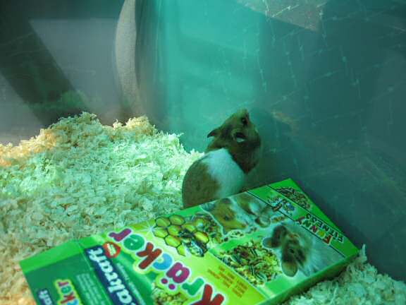 Introducing Lucy 3.0, HamsterTracker(tm) next star!