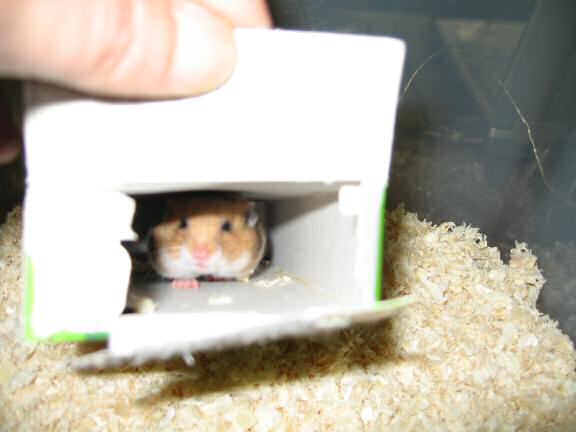Introducing Lucy 3.0, HamsterTracker(tm) next star!