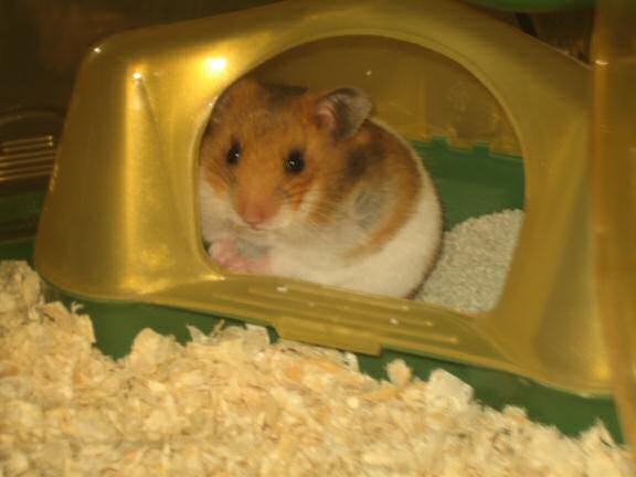 My fist day with my hamster Lucy (3.0)