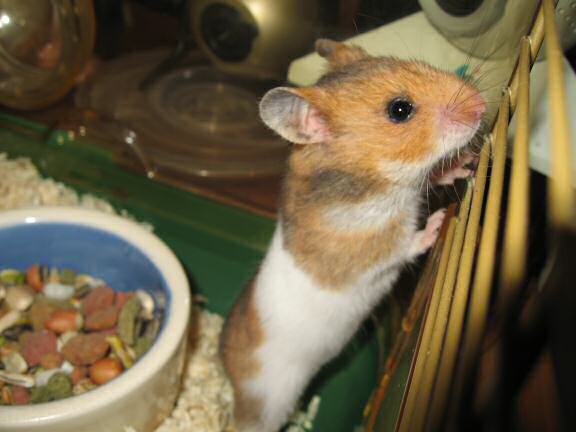 My fist day with my hamster Lucy (3.0)