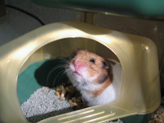 My fist day with my hamster Lucy (3.0)