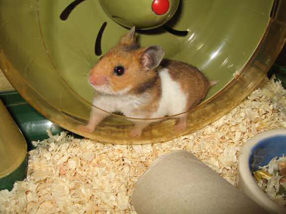 My hamster Lucy (3.0) in her treadmill!