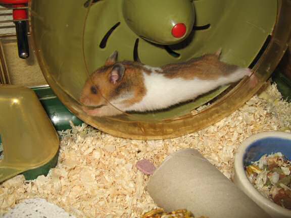 My hamster Lucy (3.0) in her treadmill!