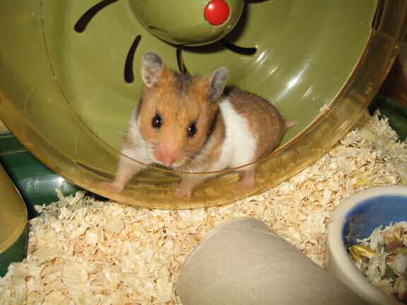 My hamster Lucy (3.0) in her treadmill!
