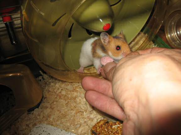 Giving my hamster Lucy (3.0) a Wild Berry Drop for the first time!