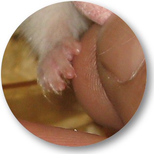 My hamster Lucy (3.0) shakin' paws with me!