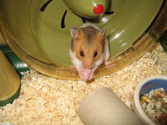 Giving my hamster Lucy (3.0) a Wild Berry Drop for the first time!