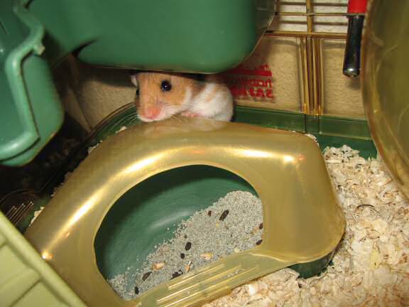 Playing Hide 'n Seek with my hamster Lucy (3.0).