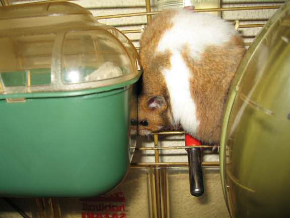 Playing Hide 'n Seek with my hamster Lucy (3.0).