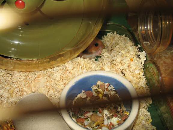 Playing Hide 'n Seek with my hamster Lucy (3.0).