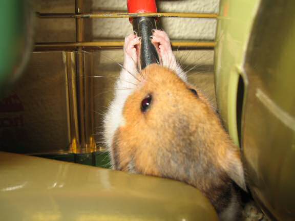 Playing Hide 'n Seek with my hamster Lucy (3.0).