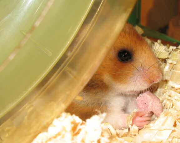 My hamster Lucy enjoying a Wild Berry Drop.