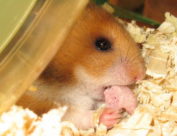My hamster Lucy enjoying a Wild Berry Drop.