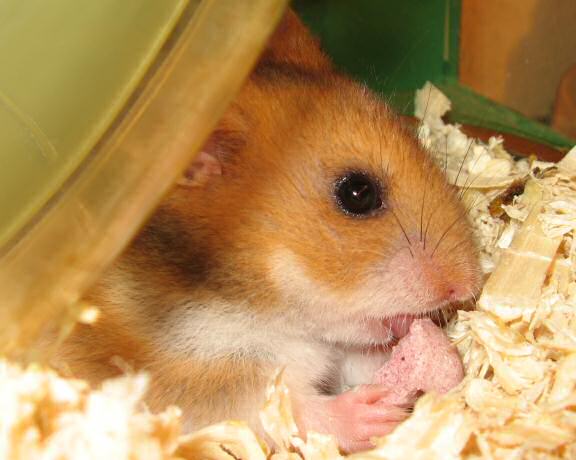 My hamster Lucy enjoying a Wild Berry Drop.