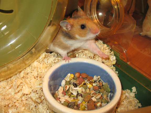 My hamster Lucy 3.0, trying to wave to you