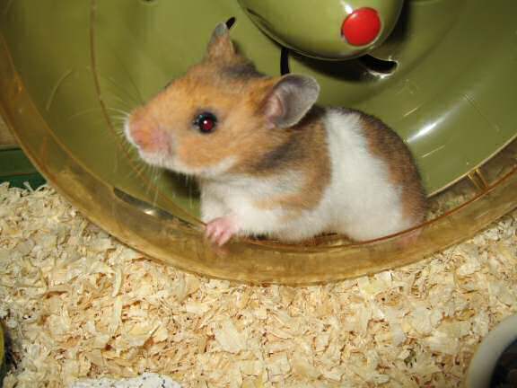 My hamster Lucy 3.0, trying to wave to you