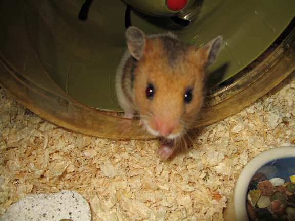 My hamster Lucy 3.0, trying to wave to you