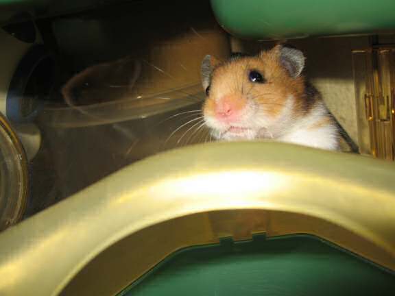 My hamster Lucy 3.0, being a true star.