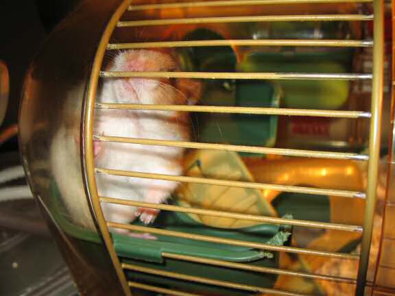 Negotiating with my hamster Lucy 3.0 about filming her in her treadmill.