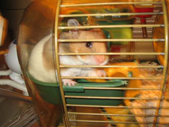 Negotiating with my hamster Lucy 3.0 about filming her in her treadmill.