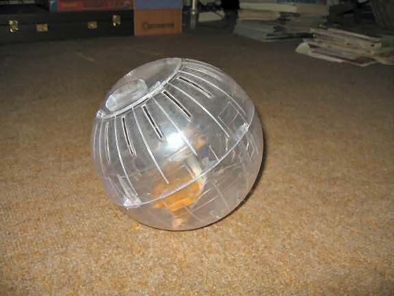 My hamster Lucy 3.0 for the first time in her Explorer Ball.