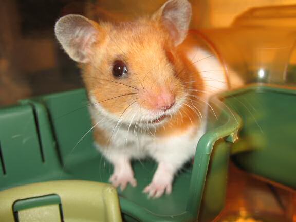 My hamster Lucy being very cute.