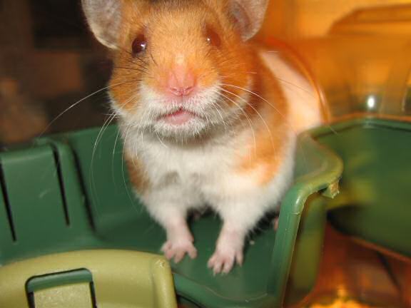 My hamster Lucy being very cute.