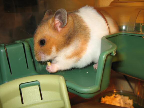 My hamster Lucy being very cute.