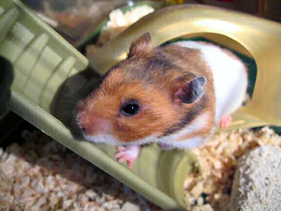 My hamster Lucy wants a Pine-Seed.