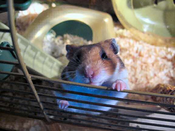 My hamster Lucy wants a Pine-Seed.