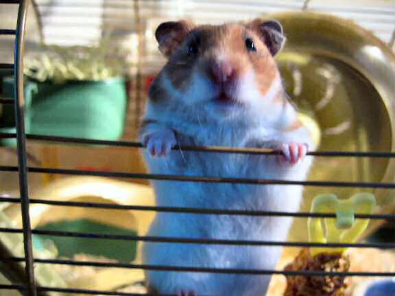 My hamster Lucy wants a Pine-Seed.