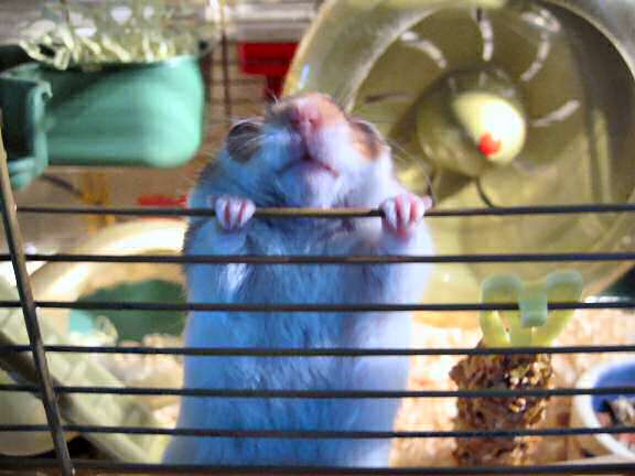 My hamster Lucy wants a Pine-Seed.