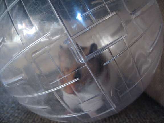 My hamster Lucy for the third time in her Explorer Ball.